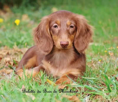Les chiots de Teckel poil long