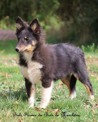 Les chiots de Shetland Sheepdog