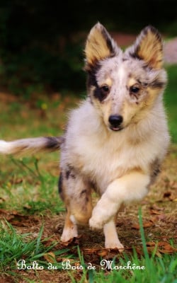 Les chiots de Shetland Sheepdog
