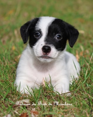 Les chiots de Jack Russell Terrier