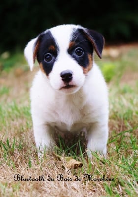Les chiots de Jack Russell Terrier