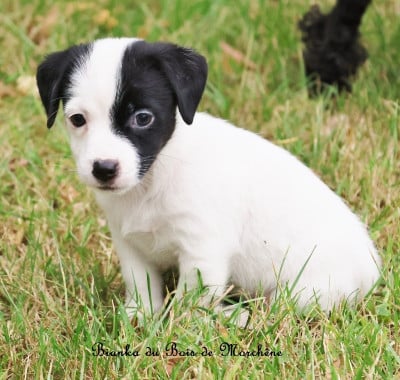 Les chiots de Jack Russell Terrier