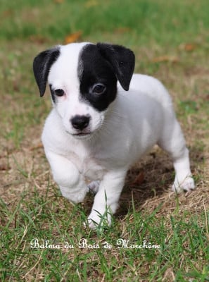 Les chiots de Jack Russell Terrier