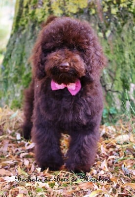 Les chiots de Caniche
