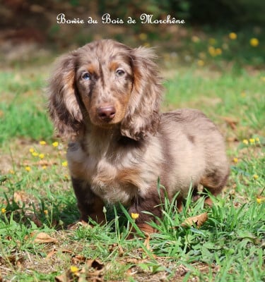 Les chiots de Teckel poil long