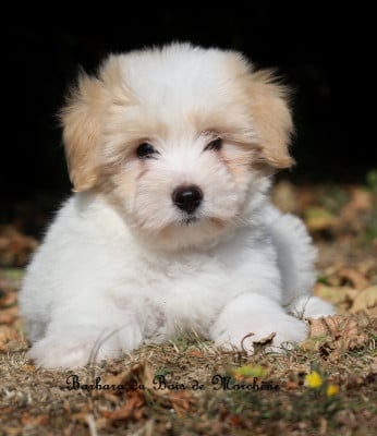 Les chiots de Coton de Tulear