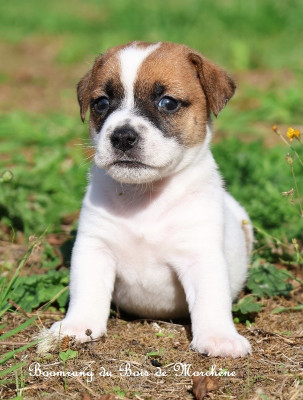 Les chiots de Jack Russell Terrier