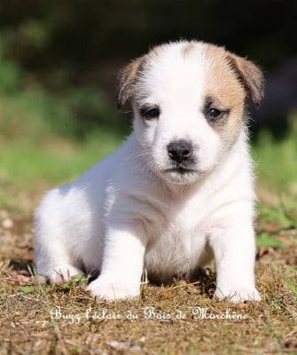 Les chiots de Jack Russell Terrier