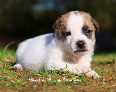 Les chiots de Jack Russell Terrier