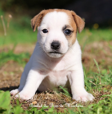 Les chiots de Jack Russell Terrier
