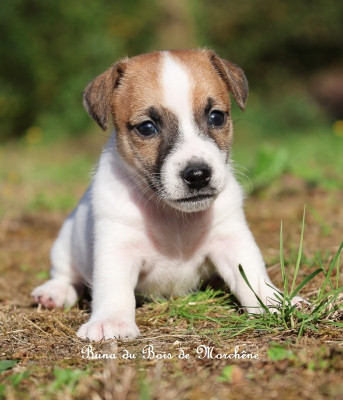 Les chiots de Jack Russell Terrier