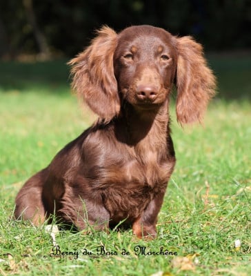 Les chiots de Teckel poil long