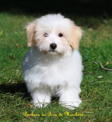 Les chiots de Coton de Tulear