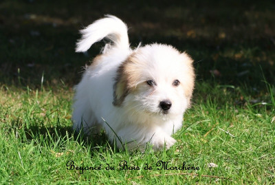 Les chiots de Coton de Tulear