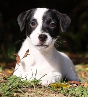 Les chiots de Jack Russell Terrier