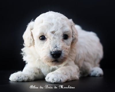 Les chiots de Caniche