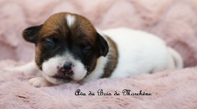 Les chiots de Jack Russell Terrier