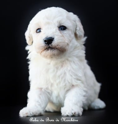 Les chiots de Caniche