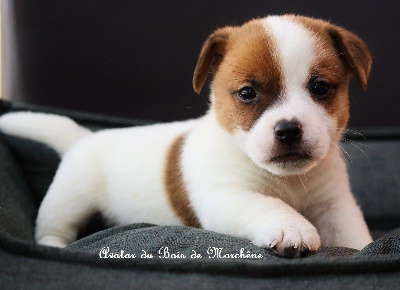 Les chiots de Jack Russell Terrier