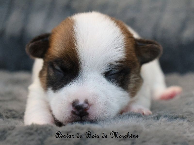 Les chiots de Jack Russell Terrier