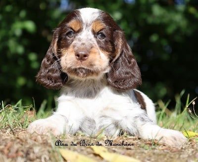 Les chiots de Cocker Spaniel Anglais
