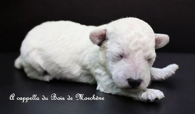 Les chiots de Caniche