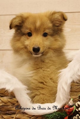 Les chiots de Shetland Sheepdog