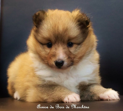 Les chiots de Shetland Sheepdog