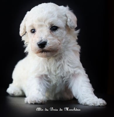 Les chiots de Caniche