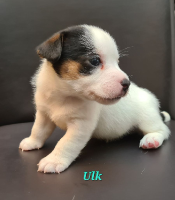 Ulk - Jack Russell Terrier