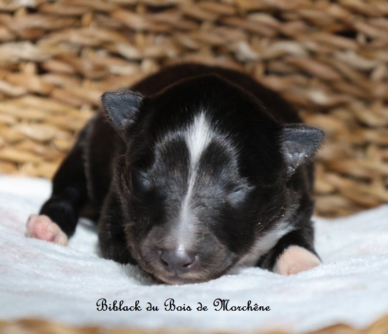 Shetland Sheepdog - Du Bois De Morchène