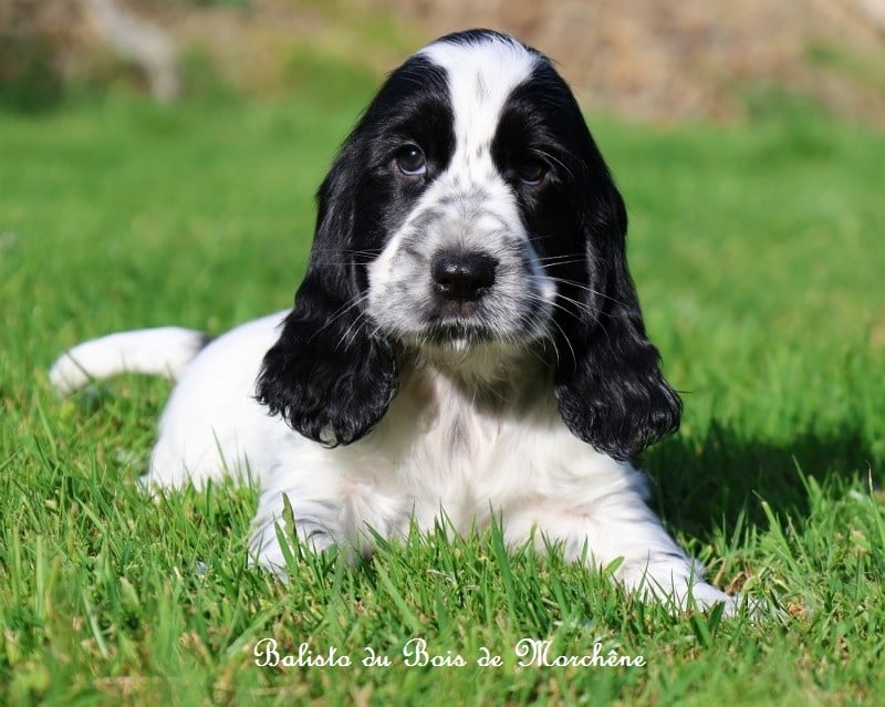 Cocker Spaniel Anglais - Du Bois De Morchène