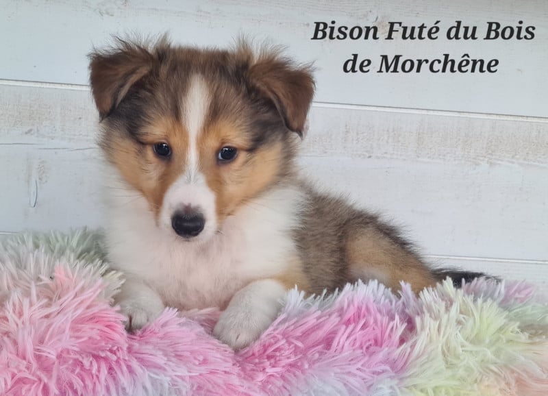 Shetland Sheepdog - Du Bois De Morchène
