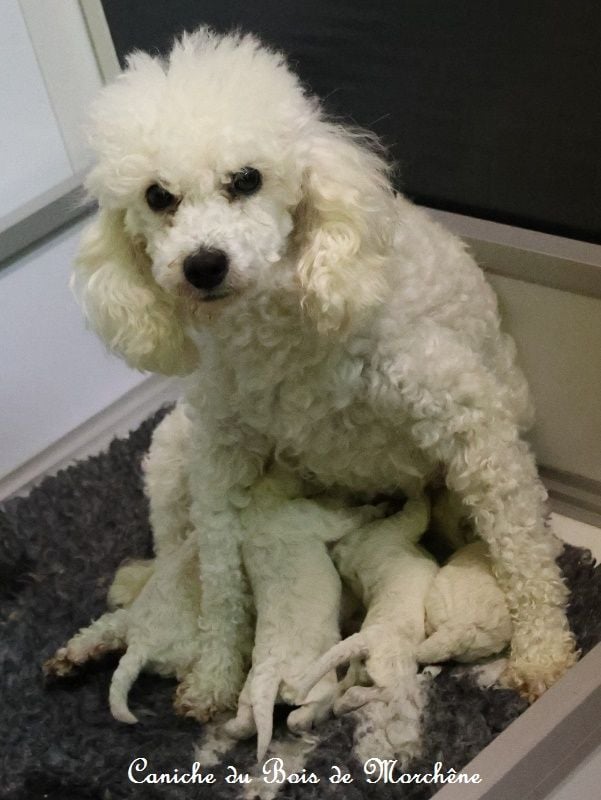 Caniche - du bois de Morchène