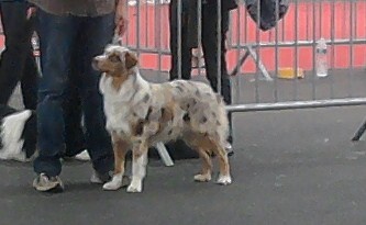 Born in rosebud Eden - 2° Excellent classe intermédiaire