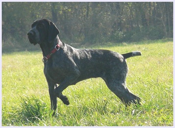 CH. Femme fatale khyannes