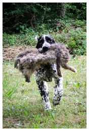 Khyannes Ile-de-france 'chantel'