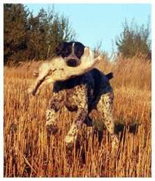 Khyannes Ile-de-france 'chantel'