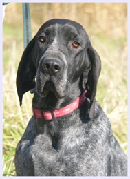 CH. Femme fatale khyannes