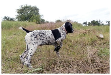 Khyannes Ile-de-france 'chantel'