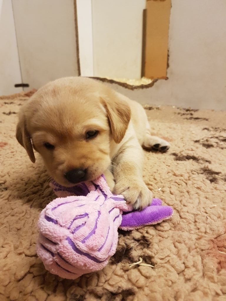 Chiot Labrador Retriever, femelle disponible en Ile De