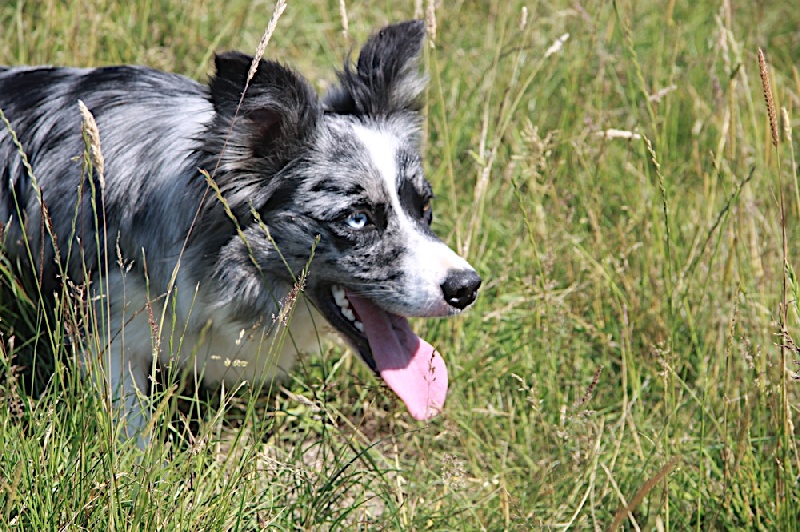 Eden park blue star du Masque Noir de Vandrimare