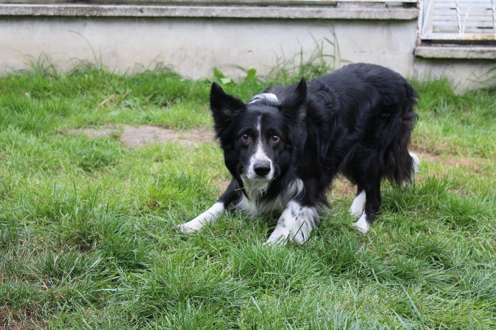 Falcon Du Chene De Nesle