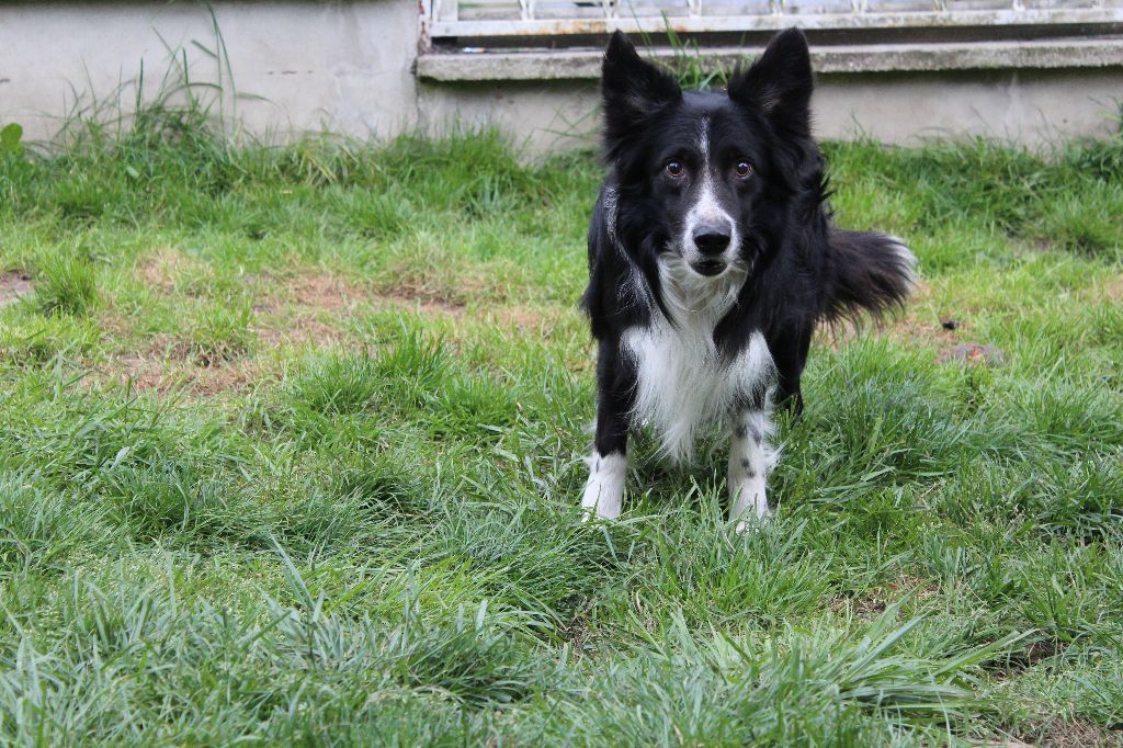 Falcon Du Chene De Nesle