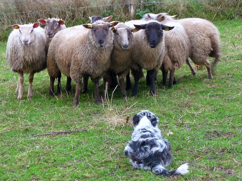 Eden park blue star du Masque Noir de Vandrimare