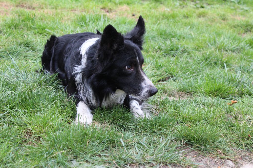 Falcon Du Chene De Nesle