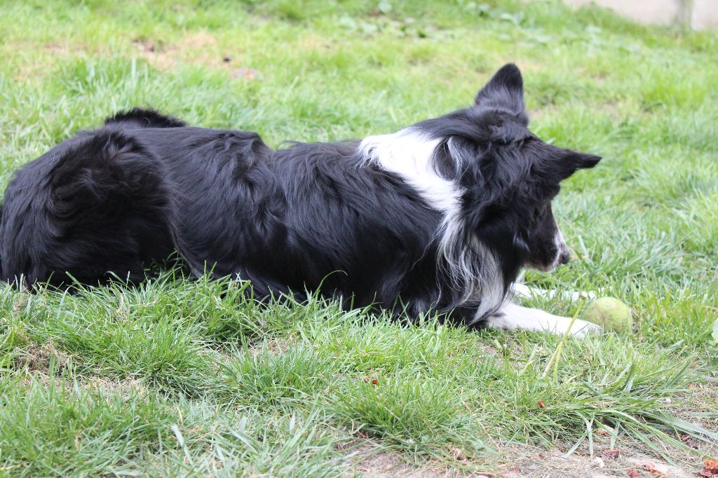 Falcon Du Chene De Nesle