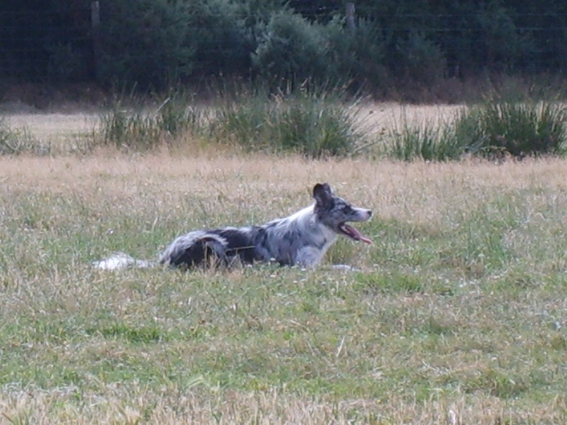 Eden park blue star du Masque Noir de Vandrimare