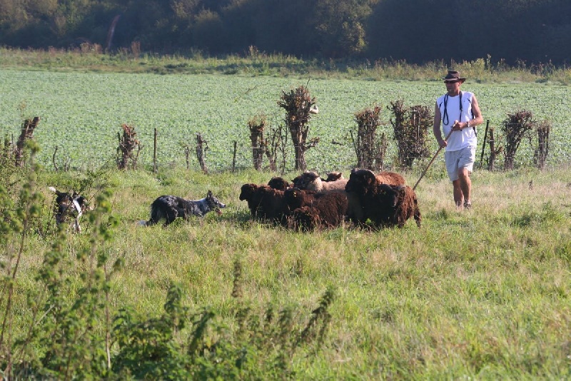 Eden park blue star du Masque Noir de Vandrimare