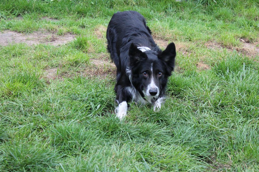 Falcon Du Chene De Nesle